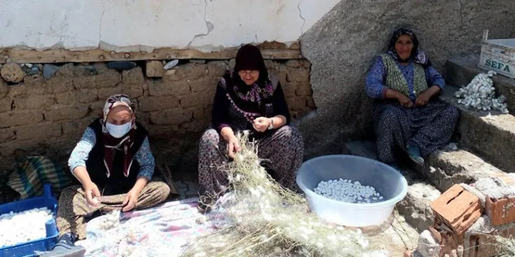İpek böceği kozası hasat zamanı