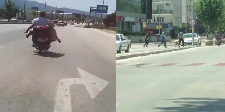 Kaçan koyunlar trafiği birbirine kattı