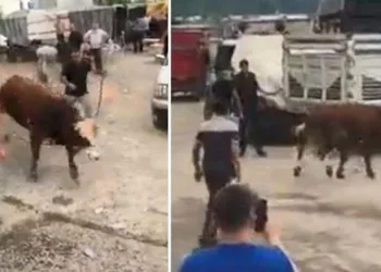 İpini koparan boğa kaçtı