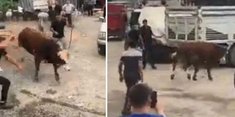 İpini koparan boğa kaçtı
