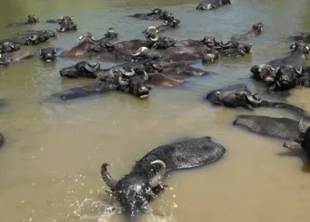 Muş ovasının Afrika’yı andıran görüntüleri