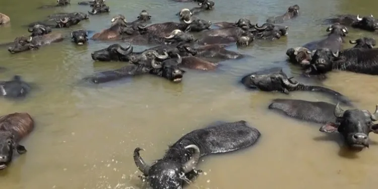 Muş ovasının Afrika’yı andıran görüntüleri