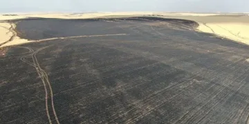 700 dönümlük tarla sigara izmariti yüzünden küle döndü