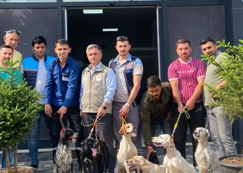 Av köpeklerine kuduz aşısı uygulaması