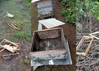 Ayı arı kovanlarını parçaladı