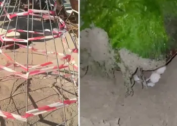 Didim “Caretta Caretta”ların yeni yuvası oldu