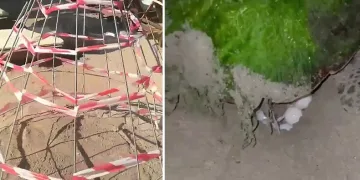 Didim “Caretta Caretta”ların yeni yuvası oldu