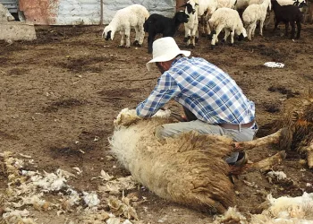 Kurt sürüsü 17 koyunu telef etti