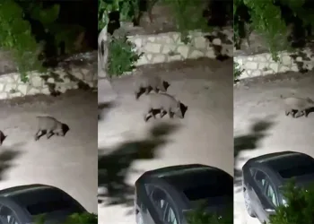 Domuz sürüsü yerleşim alanına indi