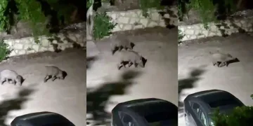 Domuz sürüsü yerleşim alanına indi