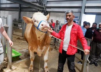 Pazarın gözdesi; Şahdadaş