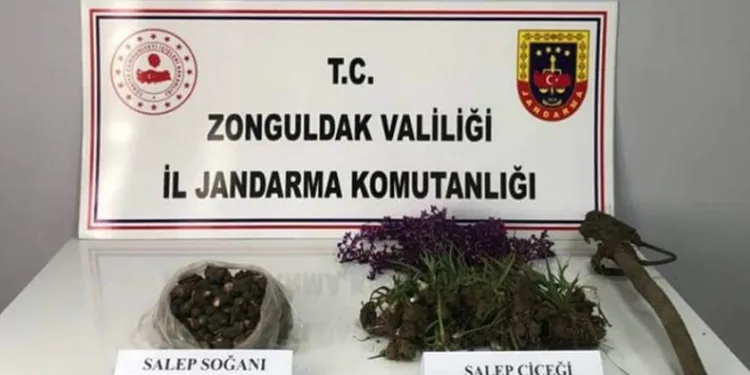 Salep soğanı toplayanlara ceza
