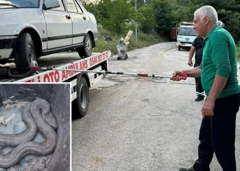 Araç içinde yılan sıkıştı