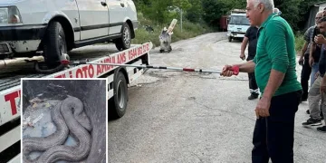 Araç içinde yılan sıkıştı