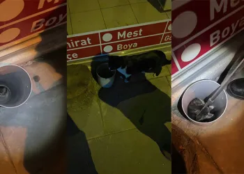 Anne kedi yavrusu için yardım istedi