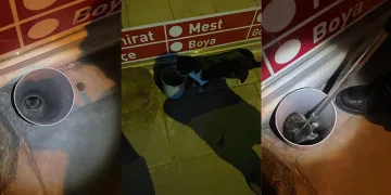Anne kedi yavrusu için yardım istedi