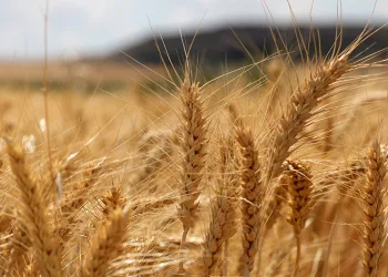 Bölge için en iyi buğday çeşidi araştırılıyor