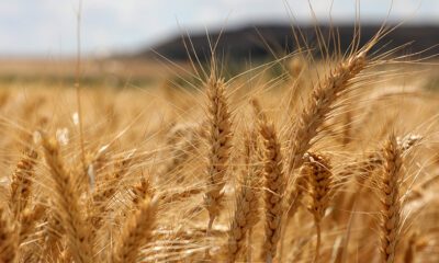 Bölge için en iyi buğday çeşidi araştırılıyor