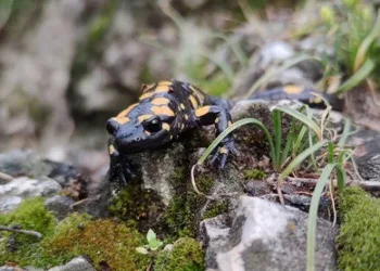 Koruma altındaki Benekli Semender