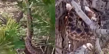 Tunceli’de sarı yılan görüntülendi