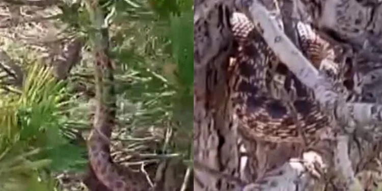 Tunceli’de sarı yılan görüntülendi