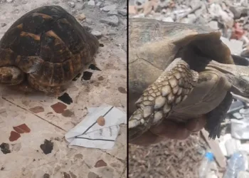 Enkazda olan kaplumbağa kurtarıldı