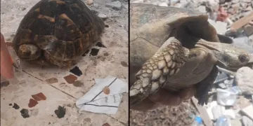 Enkazda olan kaplumbağa kurtarıldı