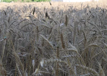 Yağmur yağdı, buğdaylar tarlada kaldı