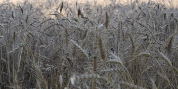Yağmur yağdı, buğdaylar tarlada kaldı