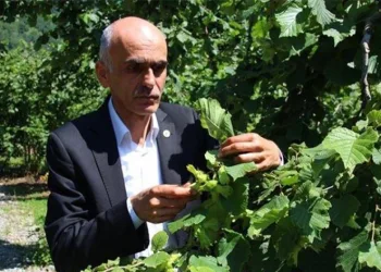 Fındıkta rekolte polemiği