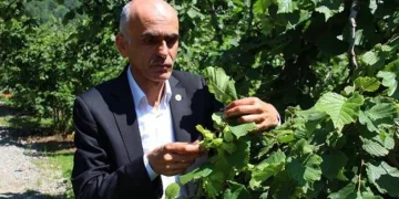 Fındıkta rekolte polemiği