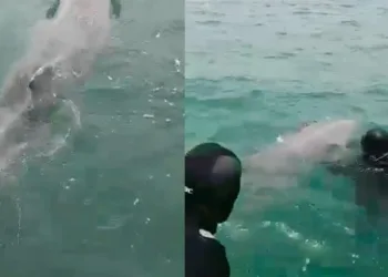 Jandarma SAK timi yunusu kurtardı