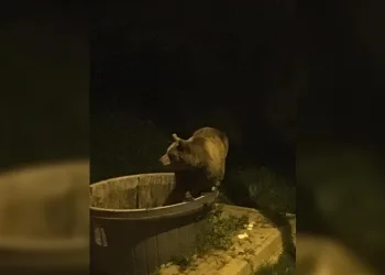 Kış uykusundan uyandılar, şehir merkezine indiler