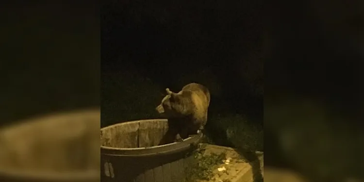 Kış uykusundan uyandılar, şehir merkezine indiler