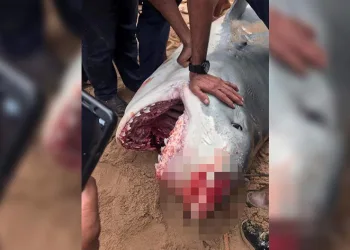 Köpekbalığı saldırısına uğrayan turist öldü