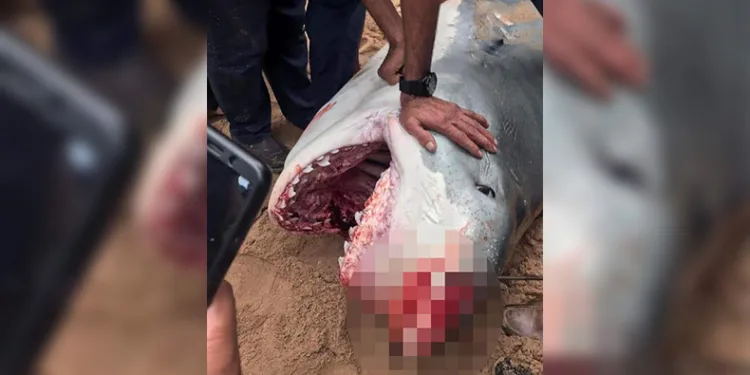 Köpekbalığı saldırısına uğrayan turist öldü