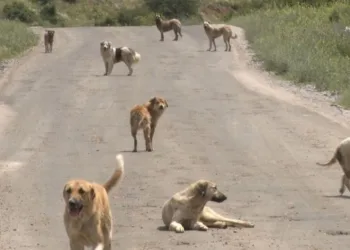 Köpekler açlıktan birbirlerini yemeye başladı