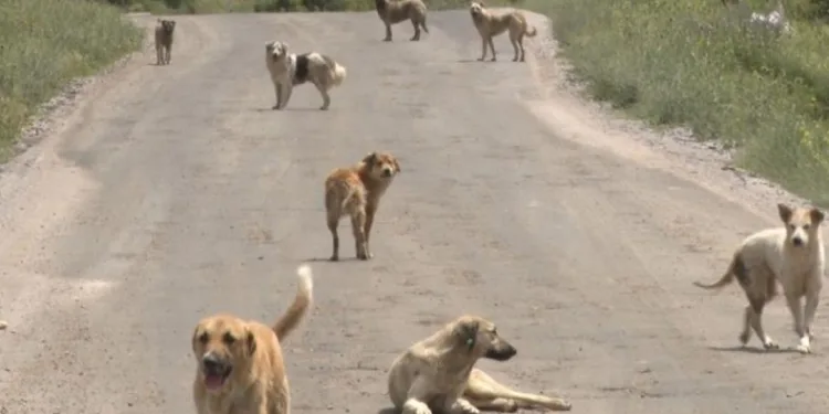 Köpekler açlıktan birbirlerini yemeye başladı