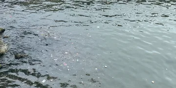 Yağış sonrası çöpler limanlara toplandı