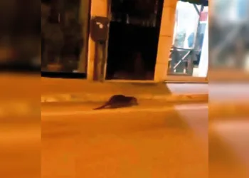 Mudanya caddelerinde su samuru