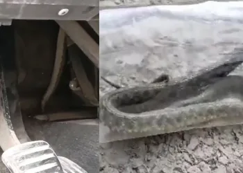 Ayağını uzattı yılan çıktı