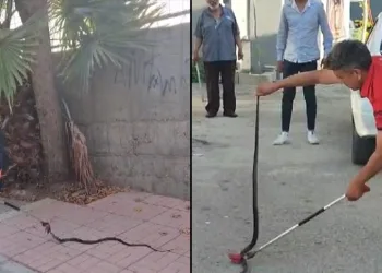 Havalar ısındı yılanlar ortaya çıktı
