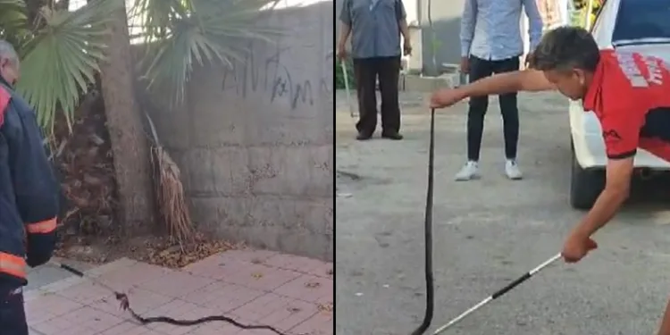 Havalar ısındı yılanlar ortaya çıktı