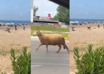 Kaçan kurbanlık plajı birbirine kattı