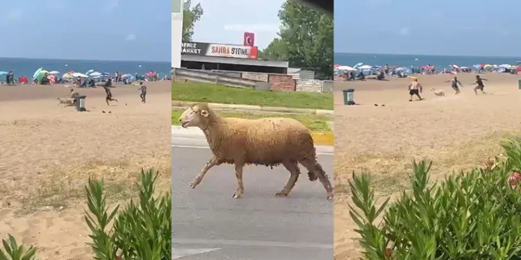 Kaçan kurbanlık plajı birbirine kattı