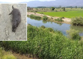 Su samuru, ölü olarak bulundu