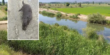 Su samuru, ölü olarak bulundu