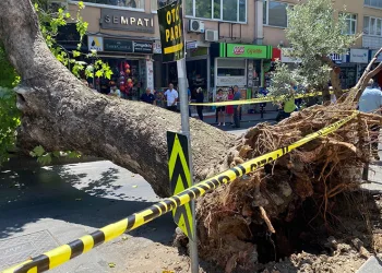 Asırlık çınar ağacı caddeye devrildi