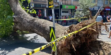Asırlık çınar ağacı caddeye devrildi