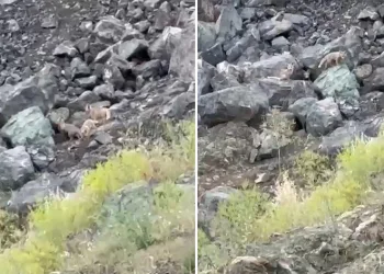 Tilki yavrularının oyun anları